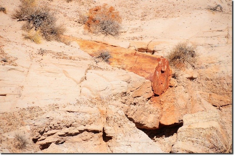 Blue Mesa Trail, Petrified Forest National Park 2