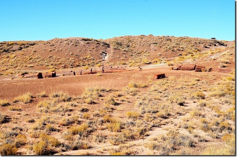 Jasper Forest, Petrified Forest National Park 1