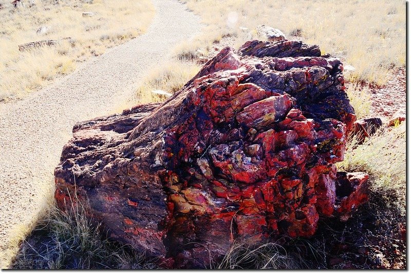 Agate House  Trail, Petrified Forest National Park 2