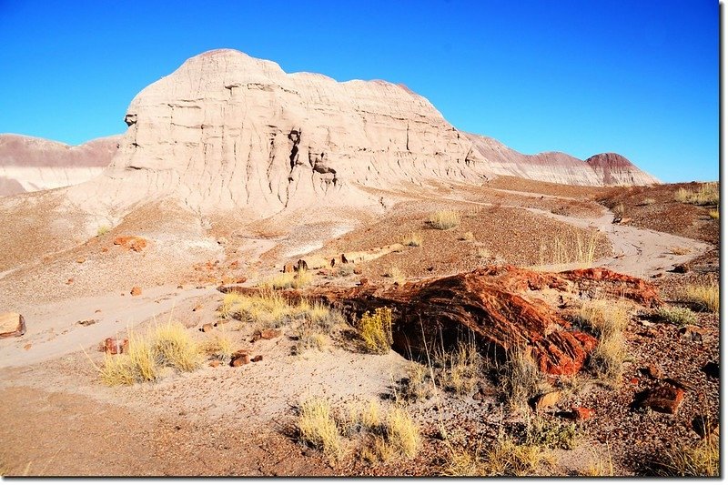 Long Logs Trail, Petrified Forest National Park 4