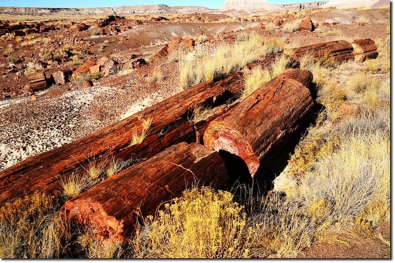 Long Logs Trail, Petrified Forest National Park 3