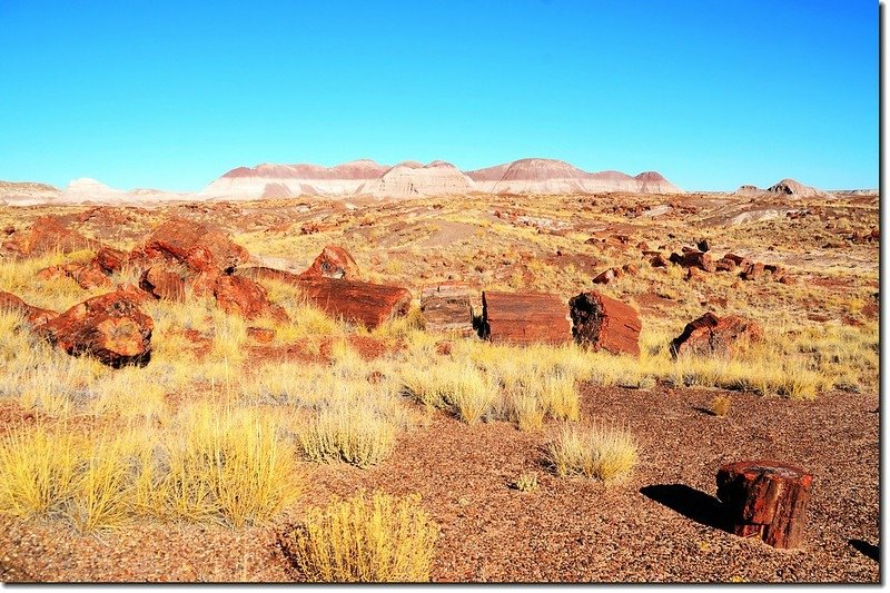 Long Logs Trail, Petrified Forest National Park 1