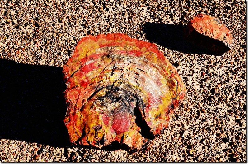 Long Logs Trail, Petrified Forest National Park 2