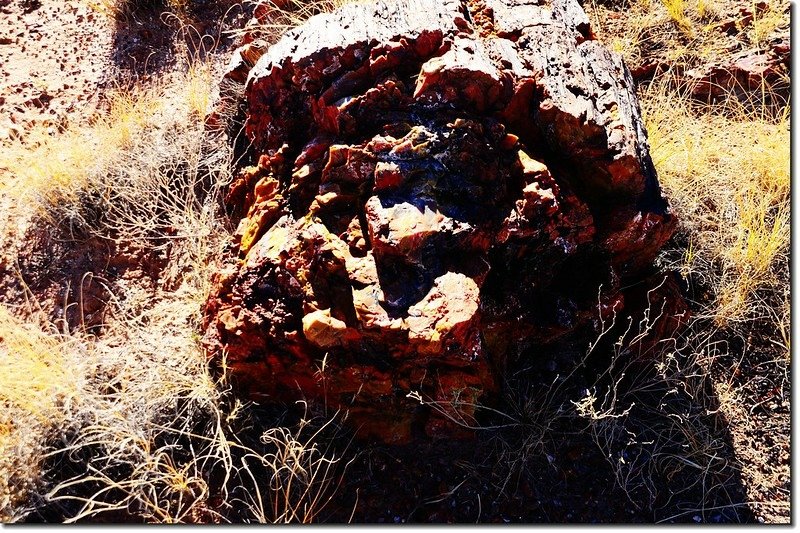 Long Logs Trail, Petrified Forest National Park 5