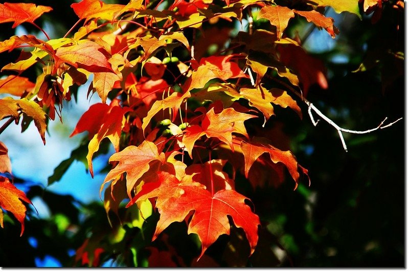 Sugar maple leaves (5)