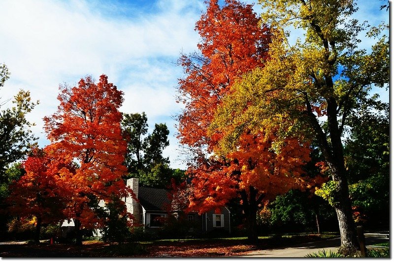 Sugar maple (2)