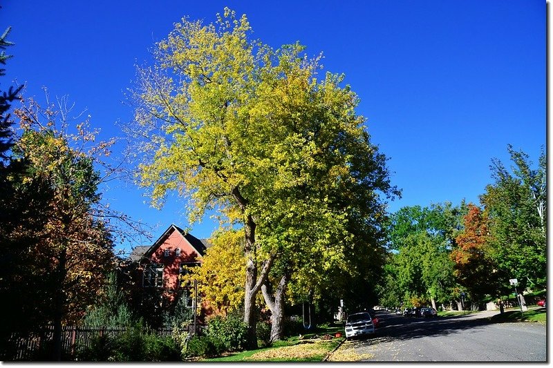 Silver maple 1