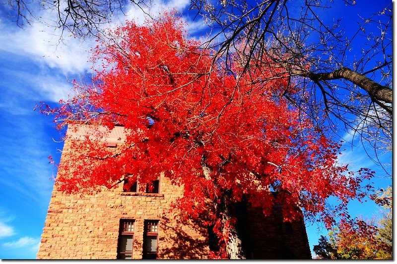 Red Maple in Mapleton, Boulder 5