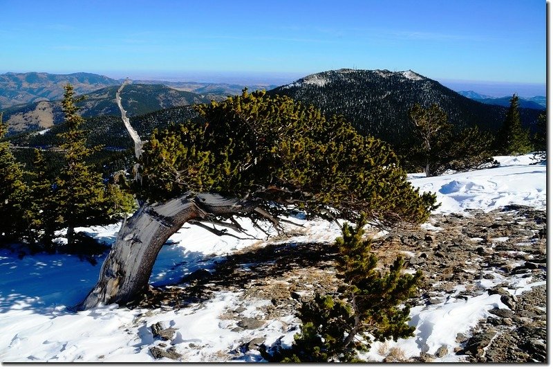 Windblown Bristlecone Pine on Chief Mountain, with Squaw Mountain in the distance