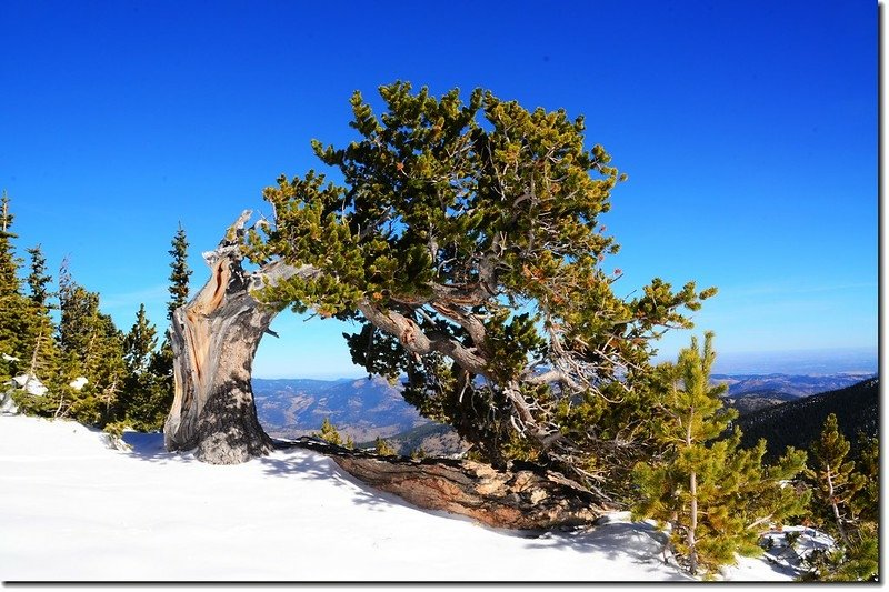 Bristlecone pine on the Chief Mountain 1