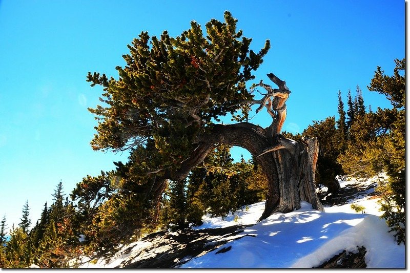 Bristlecone pine on the Chief Mountain 2