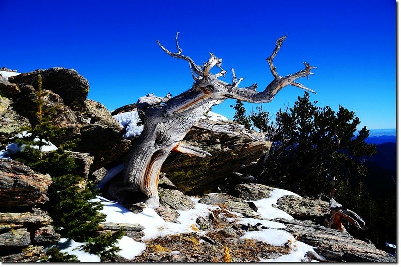 Bristlecone pine on the East face of Chief Mountain