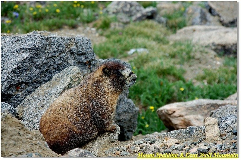 Marmot 4