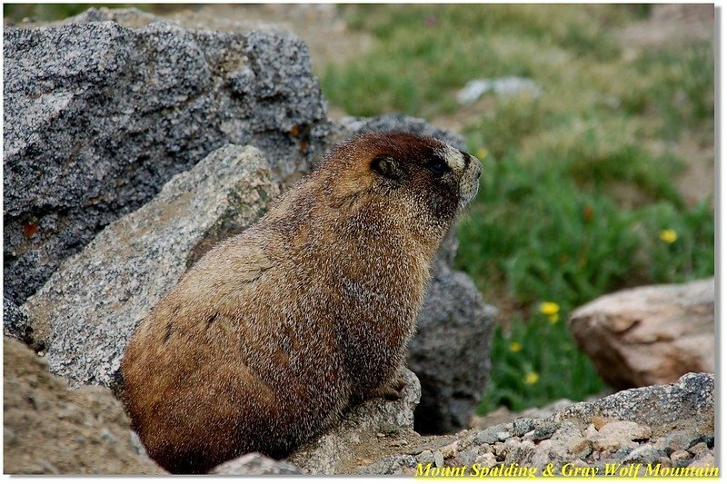 Marmot 2