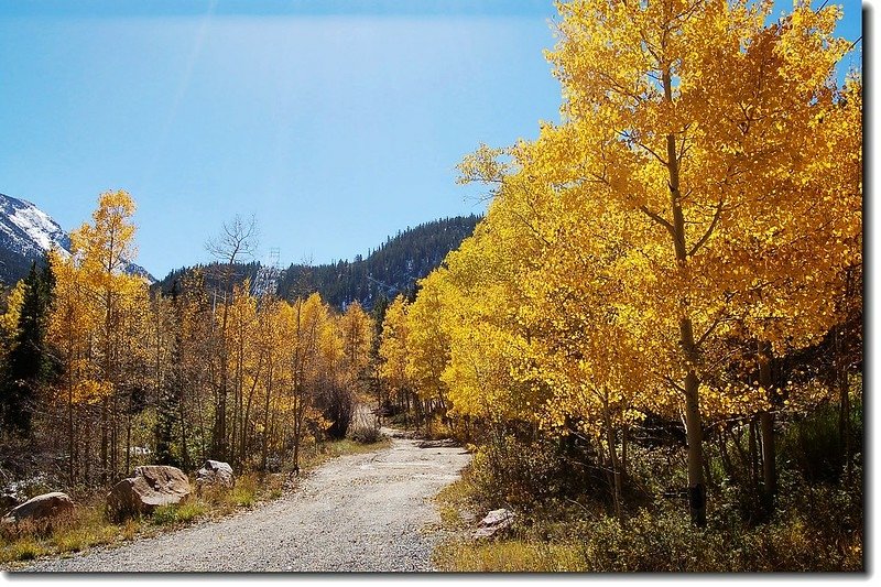 Look how bright these trees are!(Guanella Pass) 1