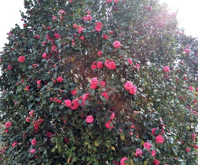 濱松花卉主題公園 (3)
