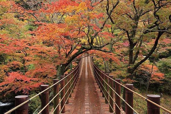 茨城縣北三大紅葉名所 花貫溪谷、龍神大吊橋、袋田瀑布