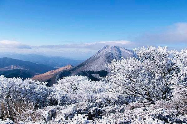 鶴見岳 霧冰 深山霧島杜鵑