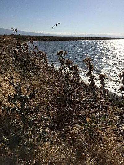 Alviso Marina County Park (11).jpg