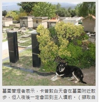 忠犬小八/秋田犬1934年忠犬八公/日本金氏世界紀錄旅遊景點