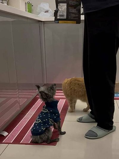 【真實分享】珍珠吃超級黑酵母+寵力沛（營養補充、精神活力好）
