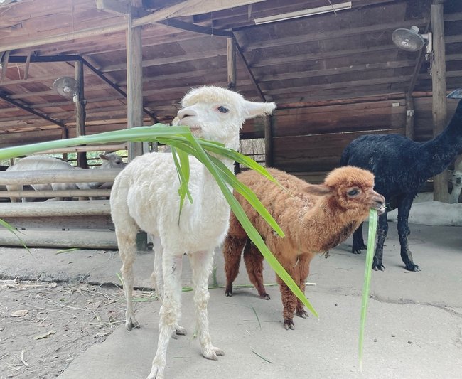 台南親子旅遊攻略｜三個必去的戶外和室內景點:頑皮世界野生動物