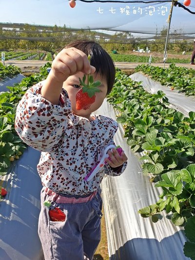 台中｜草莓世界。免費採草莓、現採現秤、免預約。5公頃果園乎你