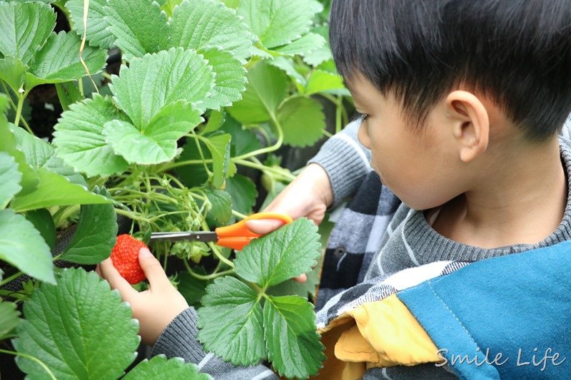 ▌親子景點▌關西高平農場 溫室有機草莓、番茄、搗麻糬、擂茶、愛玉diy。吃養生番茄火鍋