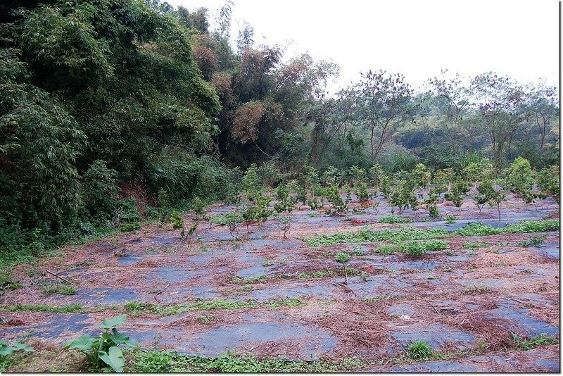 鴛鴦嶺苗圃登山口 1