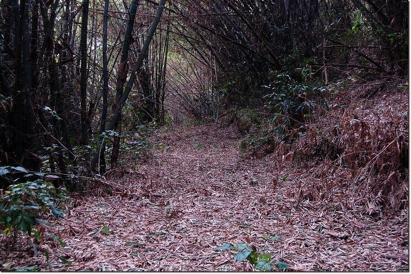 竹圍坪山廢產道