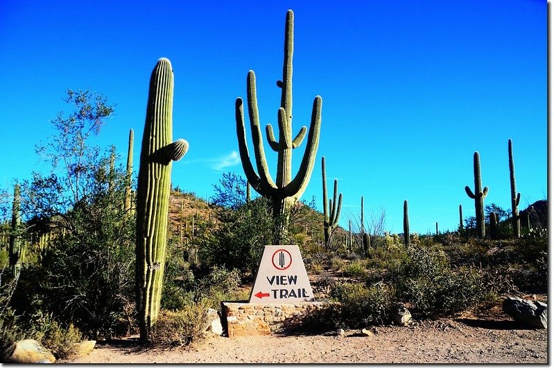 Saguaros growing along the Valley View Overlook Trail 1