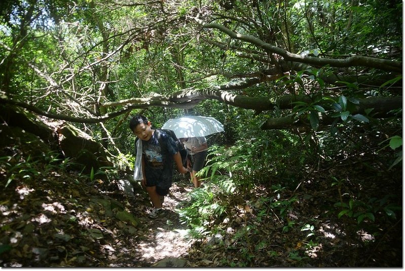 德文山登山小徑