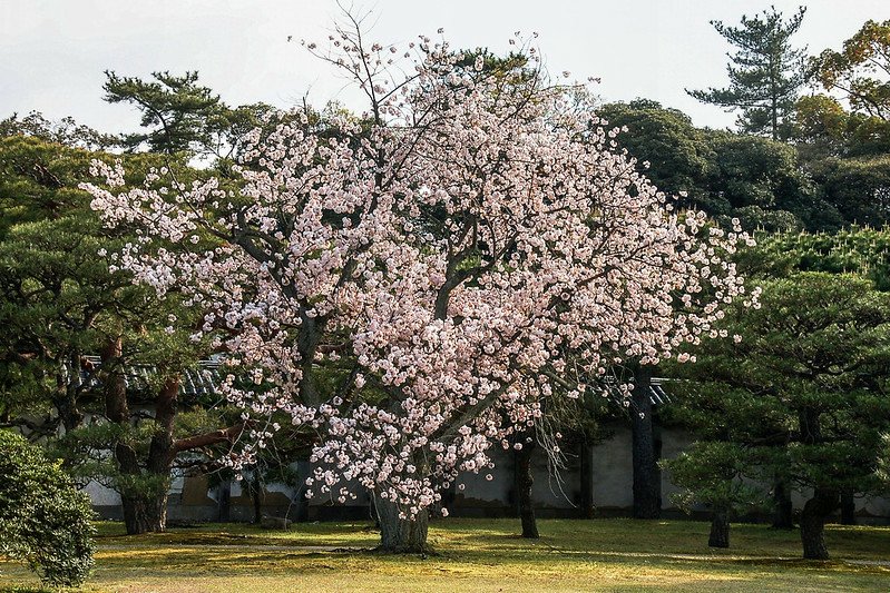 二條城之櫻 (1)