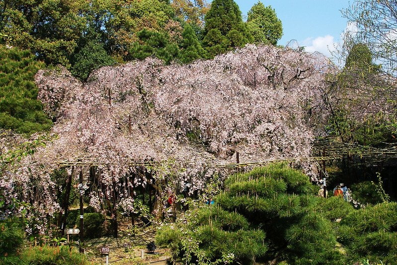 平安神宮賞櫻 (4)