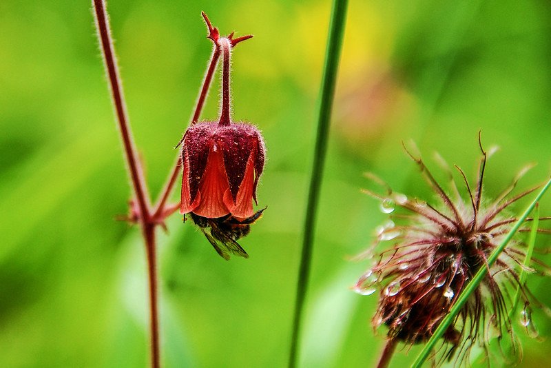 Prairie smoke(Old man&apos;s Whiskers) 6