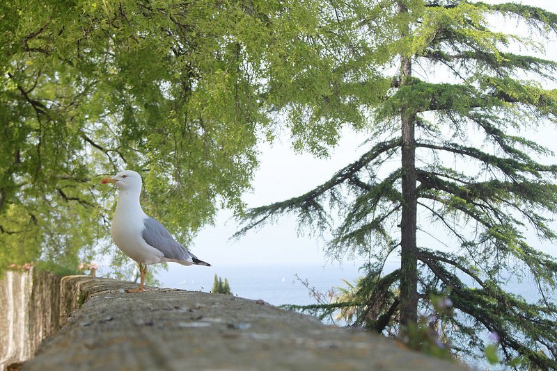 羅維尼Rovinj-Croatia-travel-克羅埃西亞-17度C隨拍 (110)