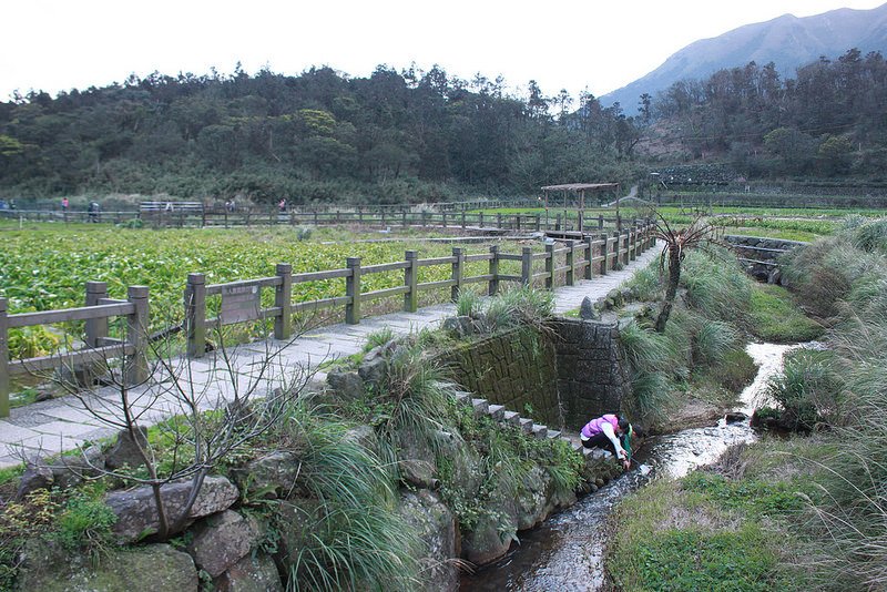 竹子湖採海芋-17度C隨拍 (93)