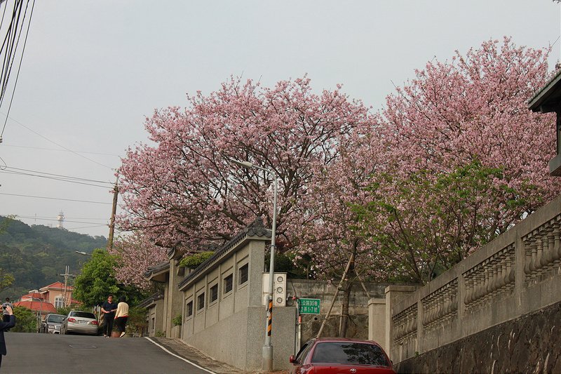 17度C在地景點春季推薦-東方室-櫻花 (30)