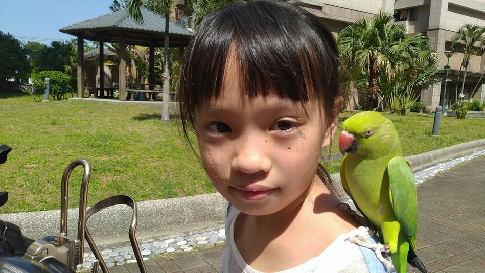 月輪中型鳥、角蛙餵食 | 分享飼養寵物文