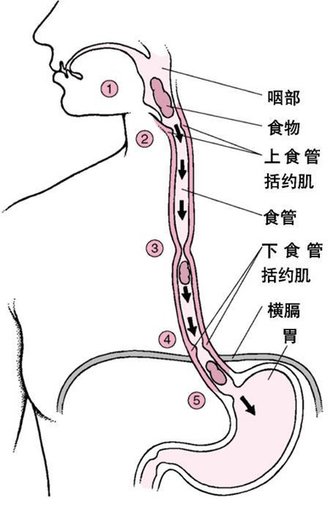 99~消化系統生物學~03.JPG