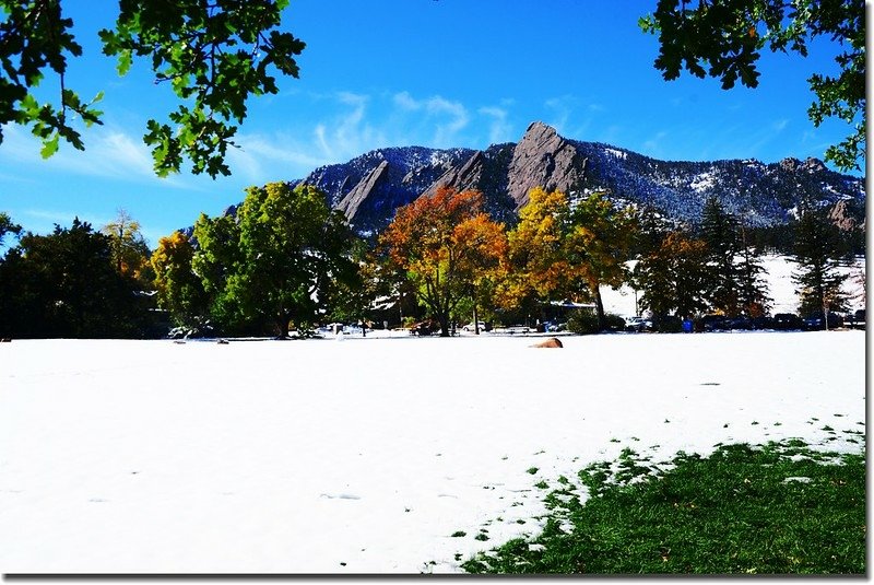 2017 Maple in Fall, Boulder, Colorado  (6)