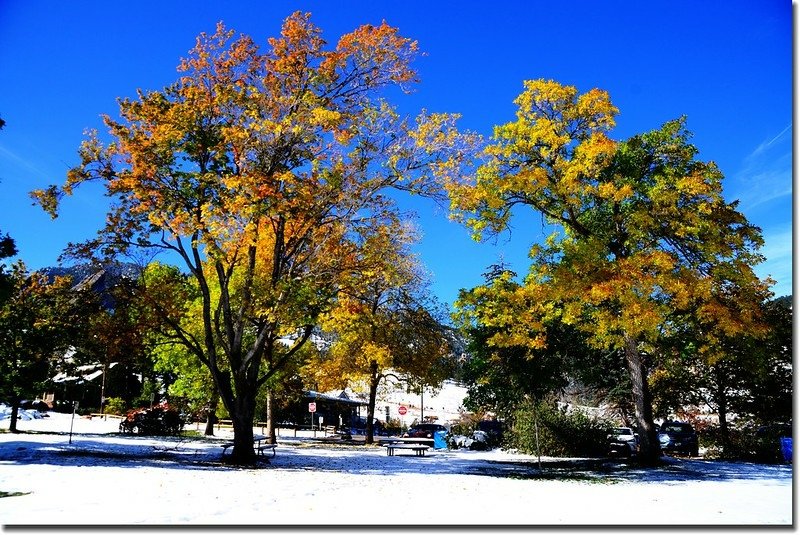 2017 Maple in Fall, Boulder, Colorado  (5)