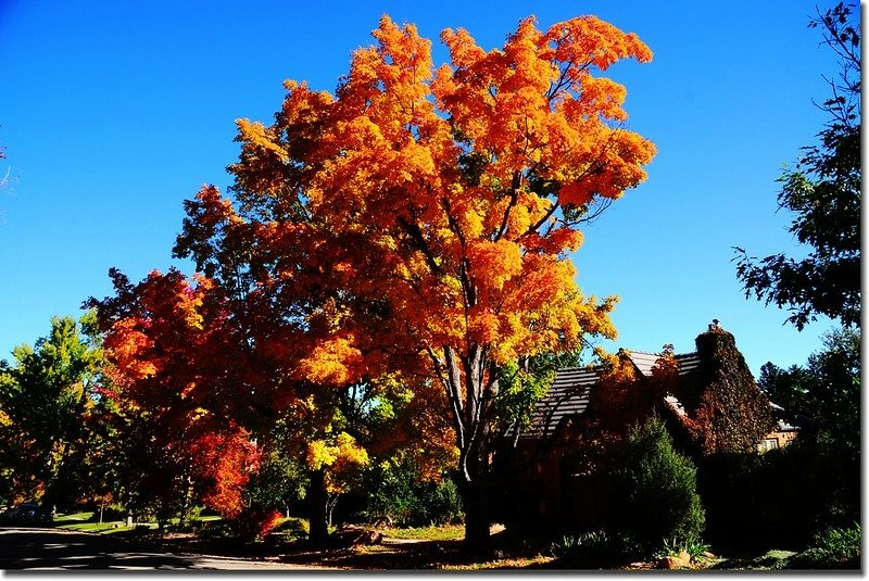 2017 Maple in Fall, Boulder, Colorado  (13)