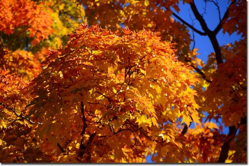 2017 Maple in Fall, Boulder, Colorado  (15)