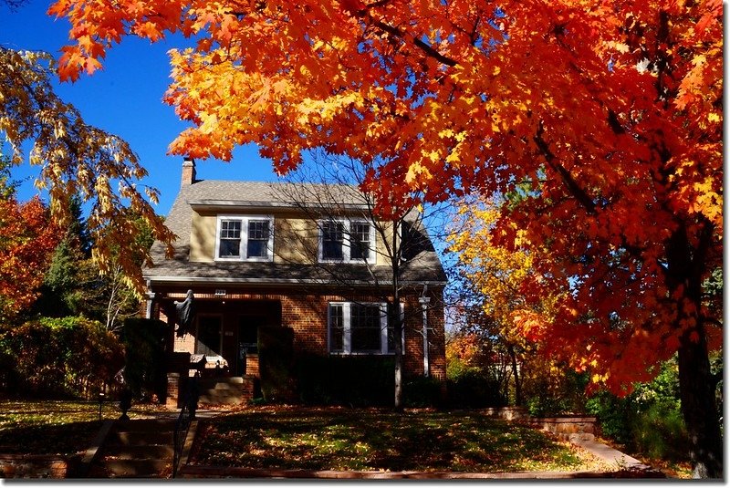 2017 Maple in Fall, Boulder, Colorado  (43)