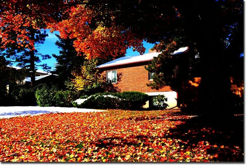 2017 Maple in Fall, Boulder, Colorado  (4)