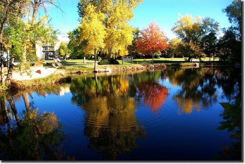 Maple in Fall, Boulder, Colorado