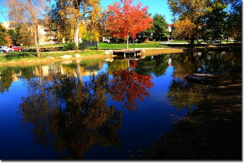 2017 Maple in Fall, Boulder, Colorado  (16)