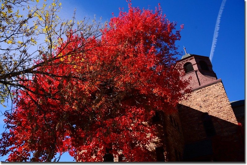 2017 Maple in Fall, Boulder, Colorado  (37)