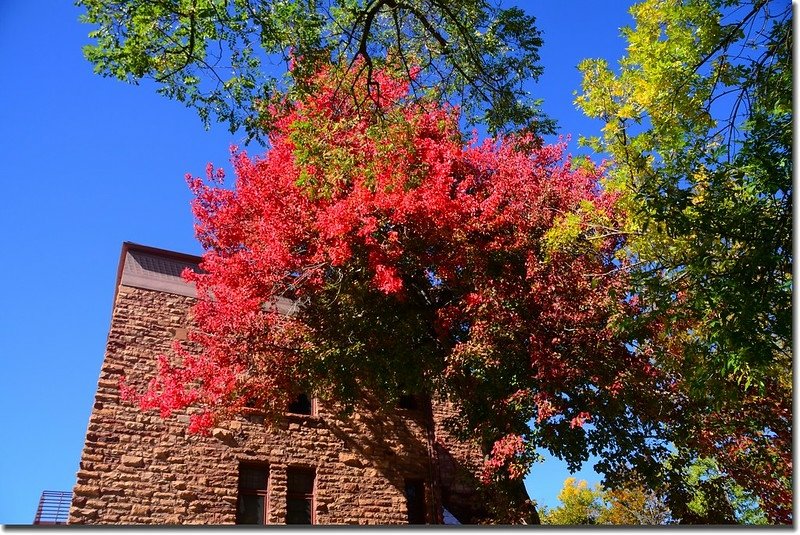 2017 Maple in Fall, Boulder, Colorado  (12)